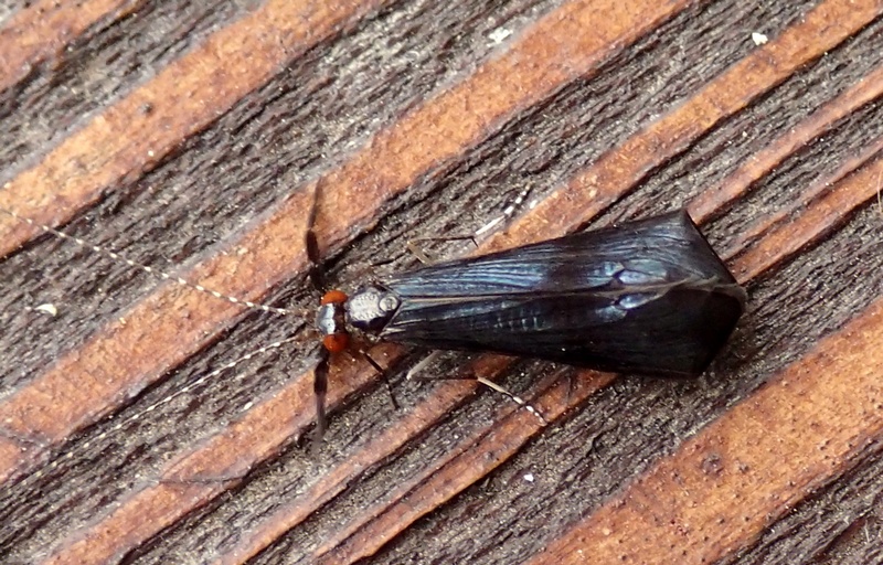 Mystacides cfr azurea